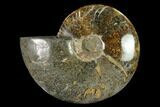 Polished, Agatized Ammonite (Cleoniceras) - Madagascar #149175-1